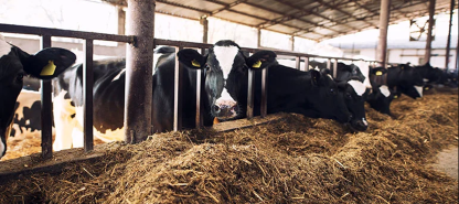 Minister Wilson Urges Stronger Domestic Food Production Before Turning to Exports